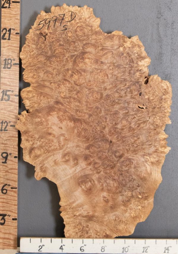 5A Burl Maple