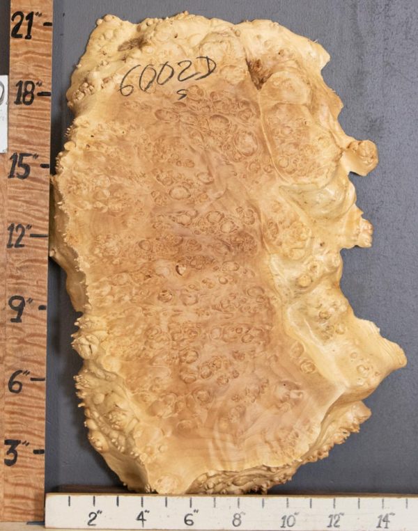 5A Burl Maple