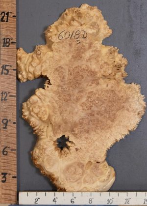 5A Burl Maple