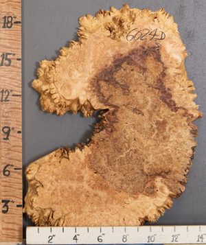 5A Burl Spalted Maple