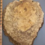 5A Burl Myrtlewood