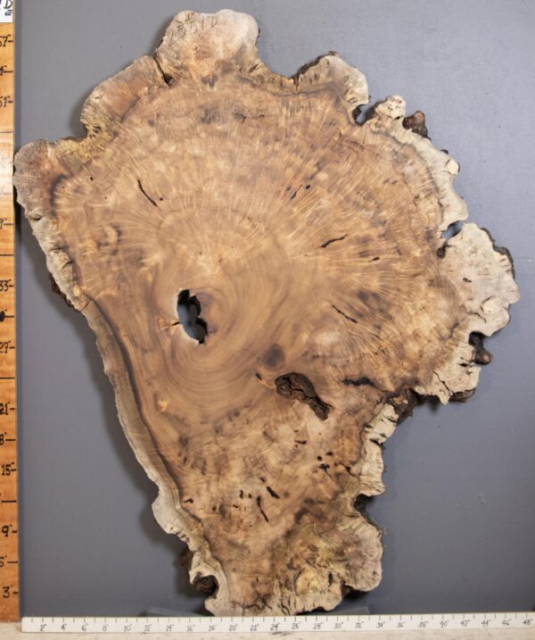 5A Burl Myrtlewood with Live Edge Lumber 50" X 59" X 2"5/8 (NWT-2551D) - Image 2