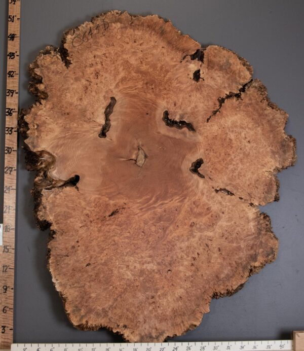 5A Spalted Burl Maple with Live Edge 44" X 51" X 2" (NWT-0643D)