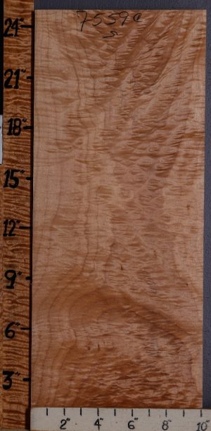 Musical Curly Angel Step Maple Billet 10" X 24" X 1"1/8 (NWT-7559C)
