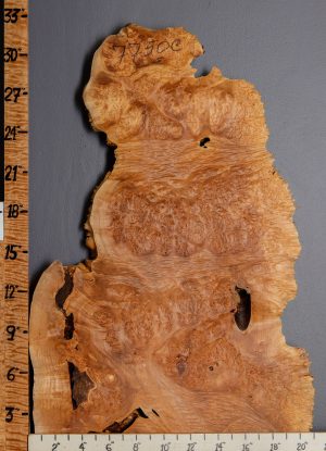 5A Burl Maple Lumber with Live Edge 21" X 31" X 2"1/4 (NWT-7750C)