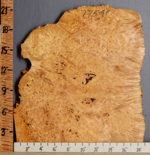 5A Burl Maple Lumber with Live Edge 19" X 21" X 1"3/4 (NWT-7754C)