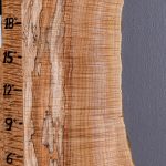 5A Spalted Curly Maple Microlumber with Live Edge 9" X 24" X 1/2 (NWT-7999C)