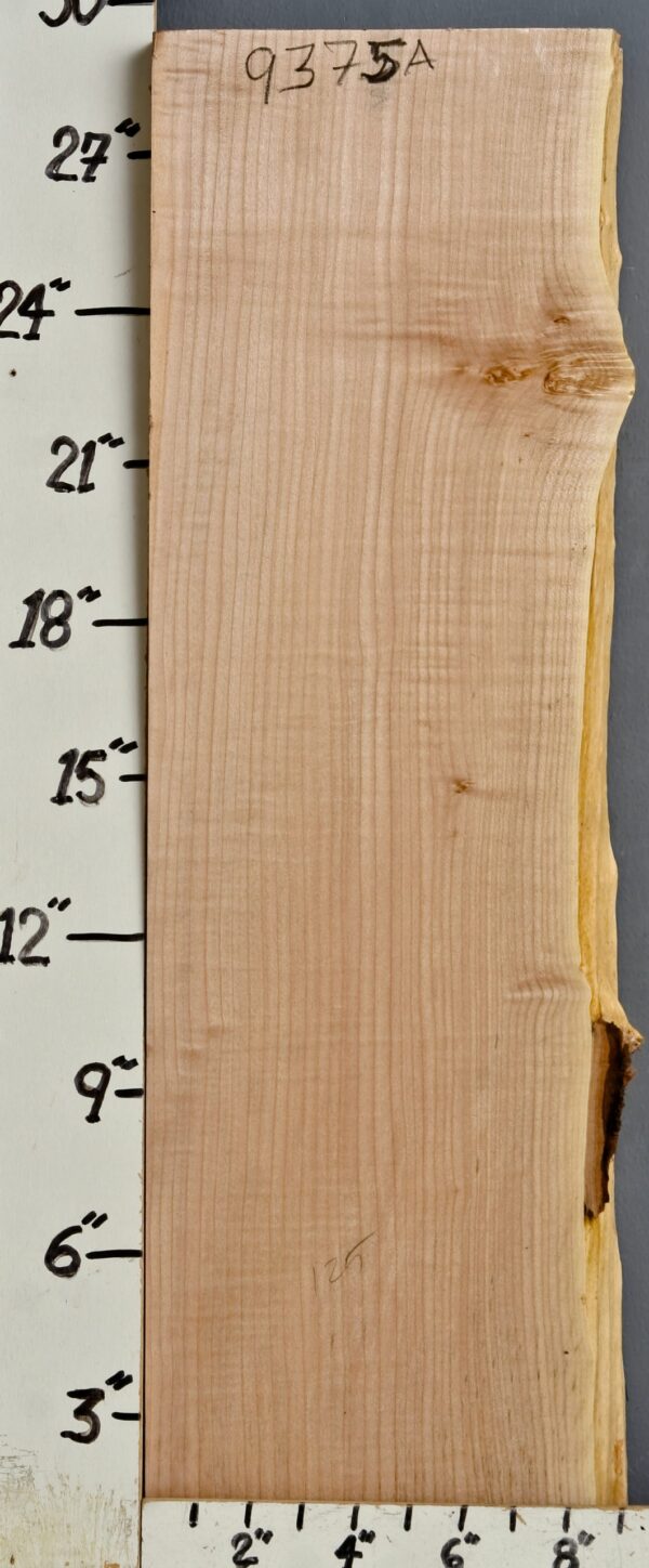 AAAA CURLY MAPLE BLOCK 8"1/2 X 29" X 2"1/8 (NWT9375A)