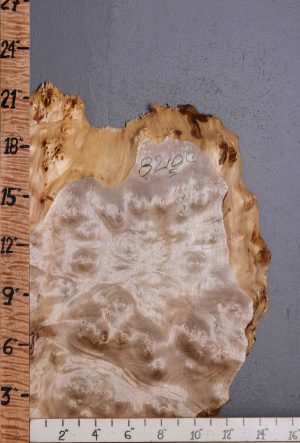5A Burl Myrtlewood Lumber with Live Edge 14" X 19" X 2" (NWT-8210C)