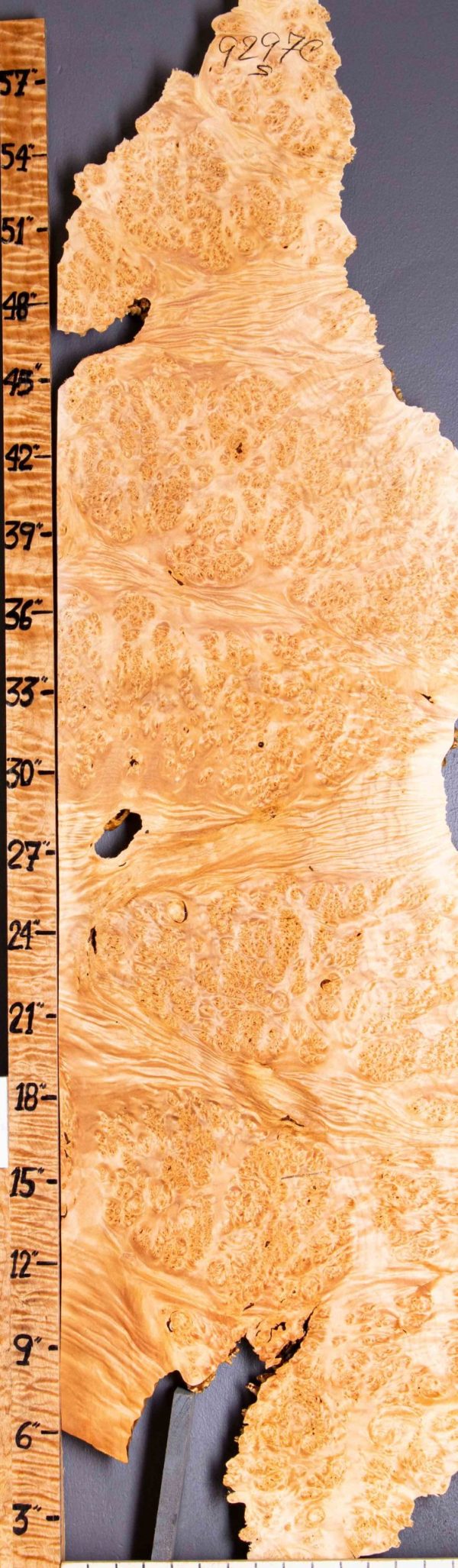 5A Spalted Burl Maple with Live Edge 17" X 60" X 1"7/8 (NWT-9297C)