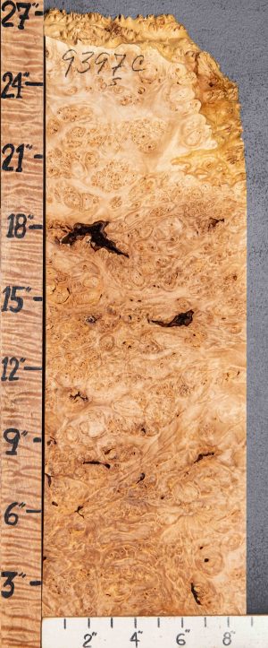 5A Burl Spalted Maple Block 8"3/4 X 26" X 1"7/8 (NWT-9397C)
