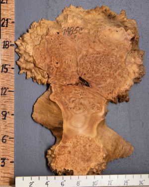 5A Spalted Burl Maple with Live Edge 16" X 22" X 1"1/4 (NWT-9485C)