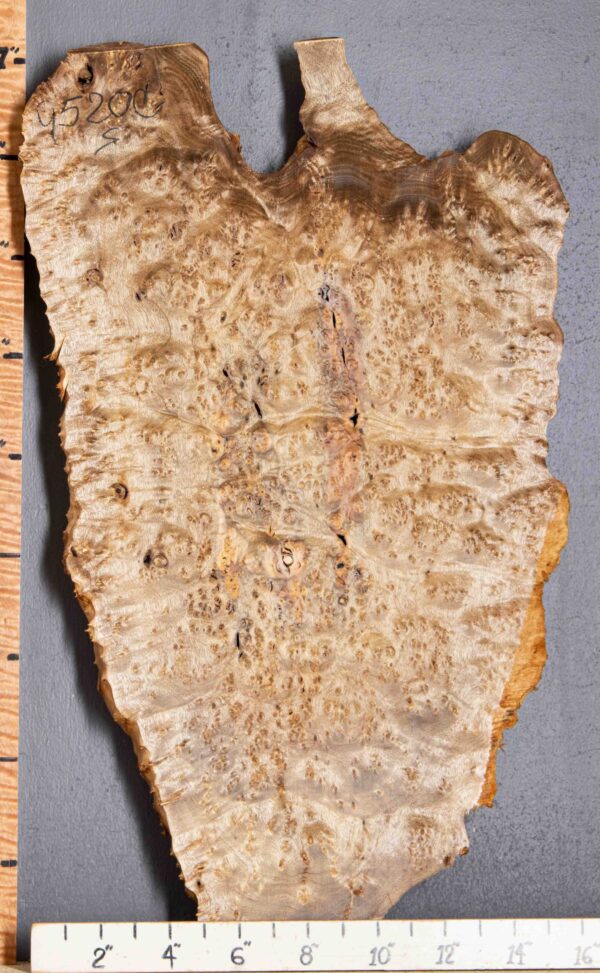 5A Burl Myrtlewood Lumber with Live Edge 14" X 27" X 1"5/8 (NWT-9520C) - Image 2