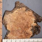 5A Burl Myrtlewood Lumber with Live Edge 16" X 17" X 1"1/2 (NWT-9531C)