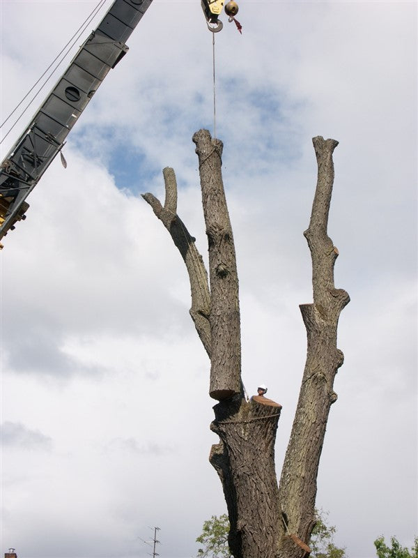 Falling tree for lumber