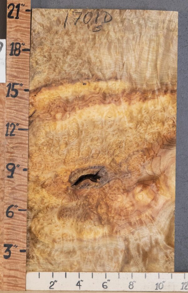 Musical Billet Curly Burl Myrtlewood Lumber 11" X 21" X 1"3/4 (NWT-1701D) - Image 2