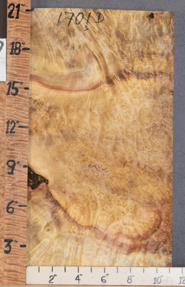 Musical Billet Curly Burl Myrtlewood Lumber 11" X 21" X 1"3/4 (NWT-1701D)