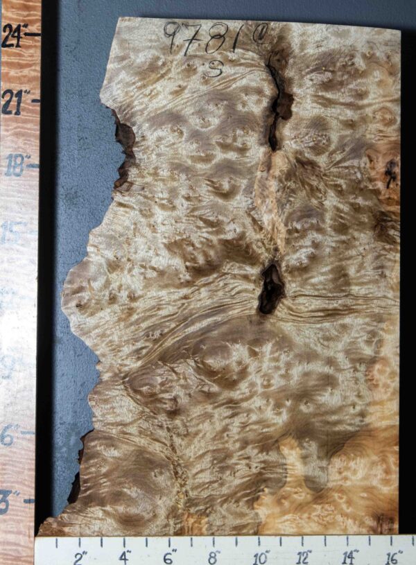 5A Burl Myrtlewood with Live Edge 13" X 24" X 4" (NWT-9781C) - Image 2