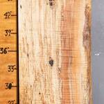 Musical Spalted Curly Maple Lumber 12"1/2 X 69" X 2"5/8 (NWT-9545C)